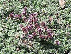 Wooly Thyme (Thymus pseudolanuginosis) at Sargent's Nursery