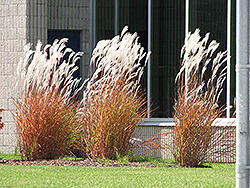 Flame Grass (Miscanthus sinensis 'Purpurascens') at Sargent's Nursery