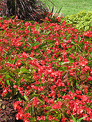 Dragon Wing Red Begonia (Begonia 'Dragon Wing Red') at Sargent's Nursery