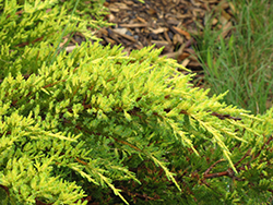 Daub's Frosted Juniper (Juniperus x media 'Daub's Frosted') at Sargent's Nursery
