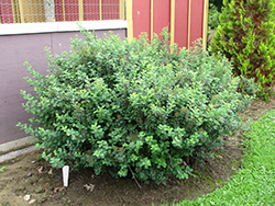 Tor Spirea (Spiraea betulifolia 'Tor') at Sargent's Nursery