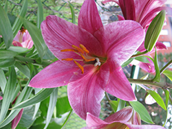 Pink Perfection Trumpet Lily (Lilium 'Pink Perfection') at Sargent's Nursery