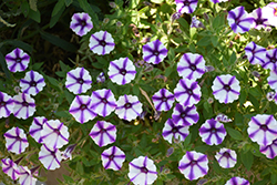 Supertunia Violet Star Charm Petunia (Petunia 'Supertunia Violet Star Charm') at Sargent's Nursery