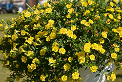 MiniFamous Double Deep Yellow Calibrachoa (Calibrachoa 'MiniFamous Double Deep Yellow') at Sargent's Nursery