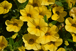Superbells Yellow Calibrachoa (Calibrachoa 'Balcal1004') at Sargent's Nursery
