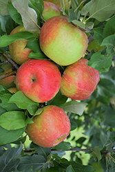 Honeycrisp Apple (Malus 'Honeycrisp') at Sargent's Nursery