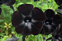 Sweetunia Black Satin Petunia (Petunia 'Sweetunia Black Satin') at Sargent's Nursery