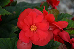 Nonstop Red Begonia (Begonia 'Nonstop Red') at Sargent's Nursery