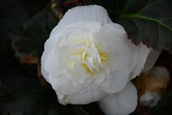 Nonstop Mocca White Begonia (Begonia 'Nonstop Mocca White') at Sargent's Nursery