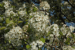 Cleveland Select Ornamental Pear (Pyrus calleryana 'Cleveland Select') at Sargent's Nursery