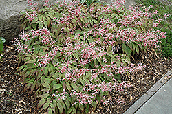 Pink Champagne Fairy Wings (Epimedium 'Pink Champagne') at Sargent's Nursery