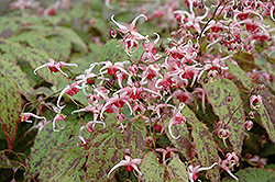 Pink Champagne Fairy Wings (Epimedium 'Pink Champagne') at Sargent's Nursery
