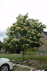 Japanese Tree Lilac (Syringa reticulata) at Sargent's Nursery