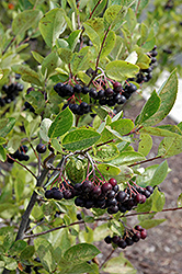 Iroquois Beauty Black Chokeberry (Aronia melanocarpa 'Morton') at Sargent's Nursery