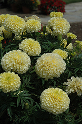 Vanilla Marigold (Tagetes erecta 'Vanilla') at Sargent's Nursery