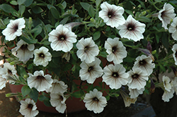 Supertunia Latte Petunia (Petunia 'Supertunia Latte') at Sargent's Nursery