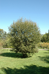 Pussy Willow (Salix discolor) at Sargent's Nursery