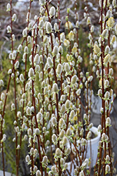Pussy Willow (Salix discolor) at Sargent's Nursery