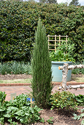 Blue Arrow Juniper (Juniperus scopulorum 'Blue Arrow') at Sargent's Nursery