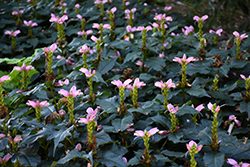 Hot Lips Turtlehead (Chelone lyonii 'Hot Lips') at Sargent's Nursery