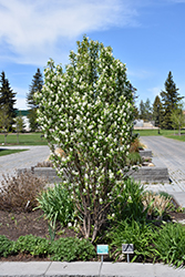 Standing Ovation Saskatoon Berry (Amelanchier alnifolia 'Obelisk') at Sargent's Nursery