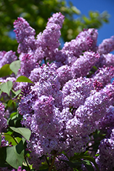 Common Lilac (Syringa vulgaris) at Sargent's Nursery