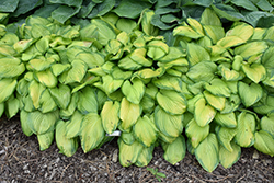 Stained Glass Hosta (Hosta 'Stained Glass') at Sargent's Nursery