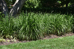 Korean Reed Grass (Calamagrostis brachytricha) at Sargent's Nursery