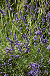 Phenomenal Lavender (Lavandula x intermedia 'Phenomenal') at Sargent's Nursery