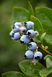 Northblue Blueberry (Vaccinium 'Northblue') at Sargent's Nursery