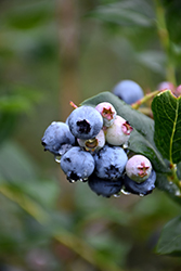 Chippewa Blueberry (Vaccinium 'Chippewa') at Sargent's Nursery