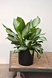 Silver Bay Chinese Evergreen (Aglaonema 'Silver Bay') at Sargent's Nursery