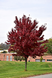 Brandywine Red Maple (Acer rubrum 'Brandywine') at Sargent's Nursery