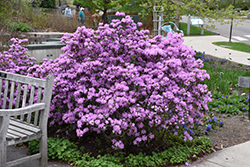 P.J.M. Rhododendron (Rhododendron 'P.J.M.') at Sargent's Nursery
