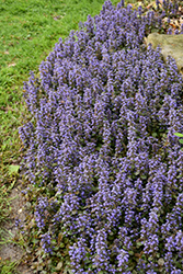 Caitlin's Giant Bugleweed (Ajuga reptans 'Caitlin's Giant') at Sargent's Nursery