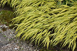 Golden Variegated Hakone Grass (Hakonechloa macra 'Aureola') at Sargent's Nursery