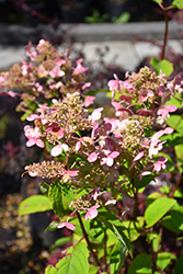 Fire And Ice Hydrangea (Hydrangea paniculata 'Wim's Red') at Sargent's Nursery