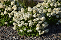 Bobo Hydrangea (Hydrangea paniculata 'ILVOBO') at Sargent's Nursery
