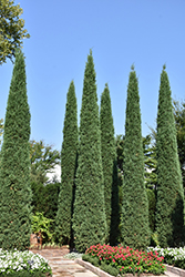 Taylor Redcedar (Juniperus virginiana 'Taylor') at Sargent's Nursery