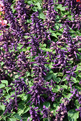 Vista Purple Sage (Salvia splendens 'PAS3292') at Sargent's Nursery