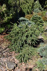 Red Cone Spruce (Picea abies 'Acrocona') at Sargent's Nursery