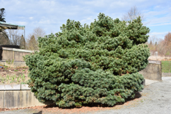 Blue Shag White Pine (Pinus strobus 'Blue Shag') at Sargent's Nursery