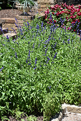 Victoria Blue Salvia (Salvia farinacea 'Victoria Blue') at Sargent's Nursery