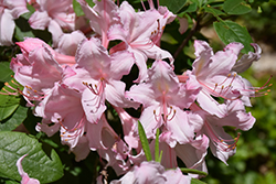 Candy Lights Azalea (Rhododendron 'Candy Lights') at Sargent's Nursery