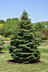 Black Hills Spruce (Picea glauca var. densata) at Sargent's Nursery