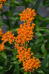 Butterfly Weed (Asclepias tuberosa) at Sargent's Nursery