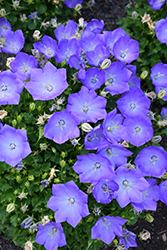 Rapido Blue Bellflower (Campanula carpatica 'Rapido Blue') at Sargent's Nursery