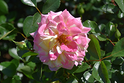 Music Box Rose (Rosa 'BAIbox') at Sargent's Nursery