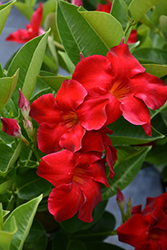 Tropical Breeze Velvet Red Mandevilla (Mandevilla 'Tropical Breeze Velvet Red') at Sargent's Nursery