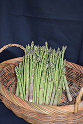 Jersey Knight Asparagus (Asparagus 'Jersey Knight') at Sargent's Nursery